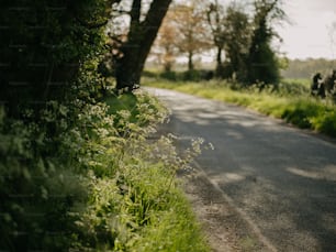 uma estrada vazia cercada por grama alta e árvores