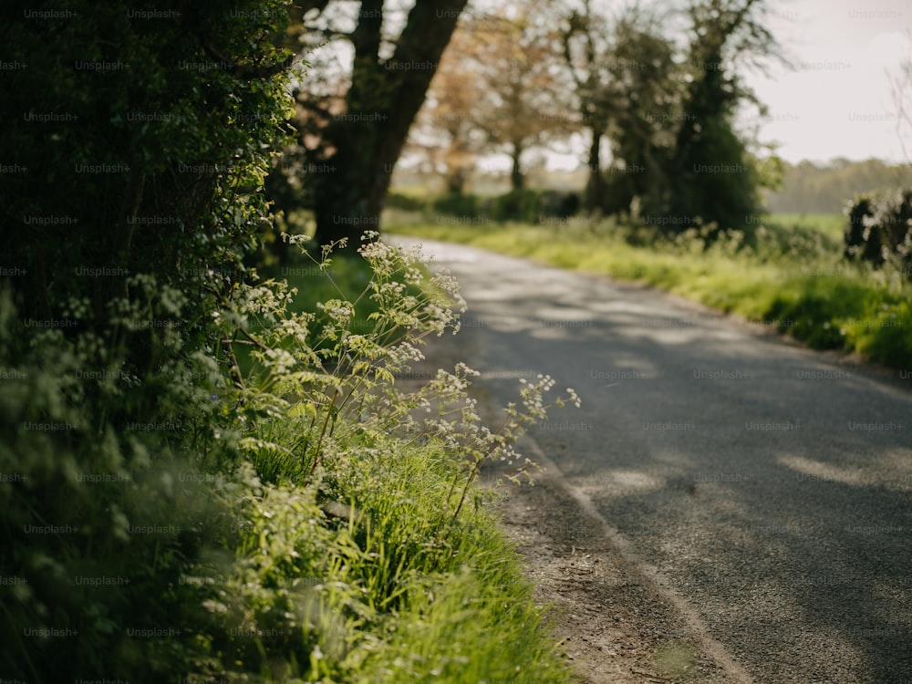 une route vide entourée d’herbes hautes et d’arbres