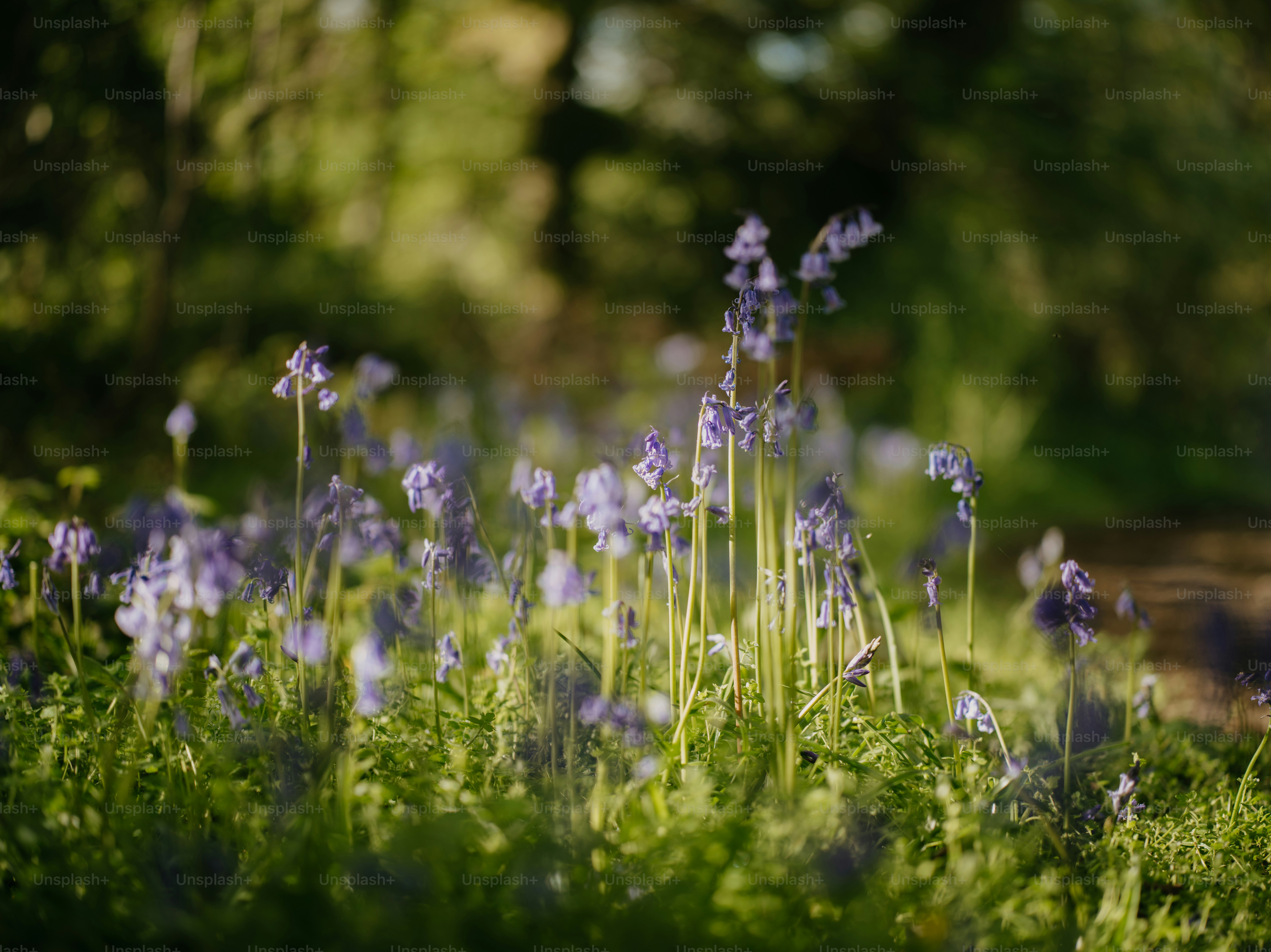 a field full of purple flowers next to a forest