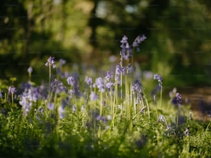 Un champ plein de fleurs violettes à côté d’une forêt