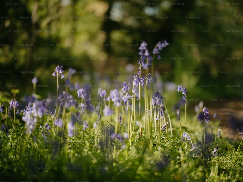 a field full of purple flowers next to a forest