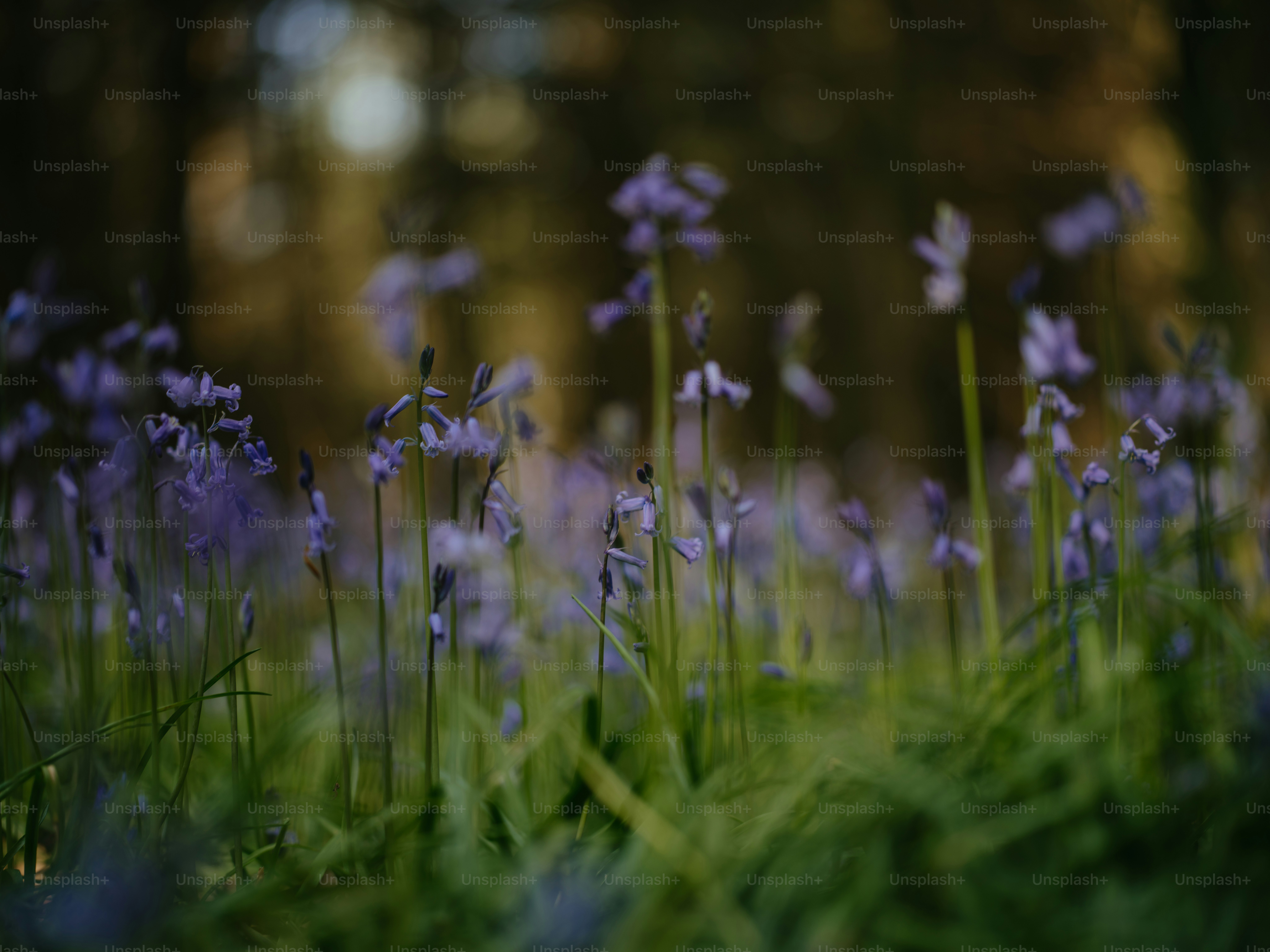 草の中にある花の束