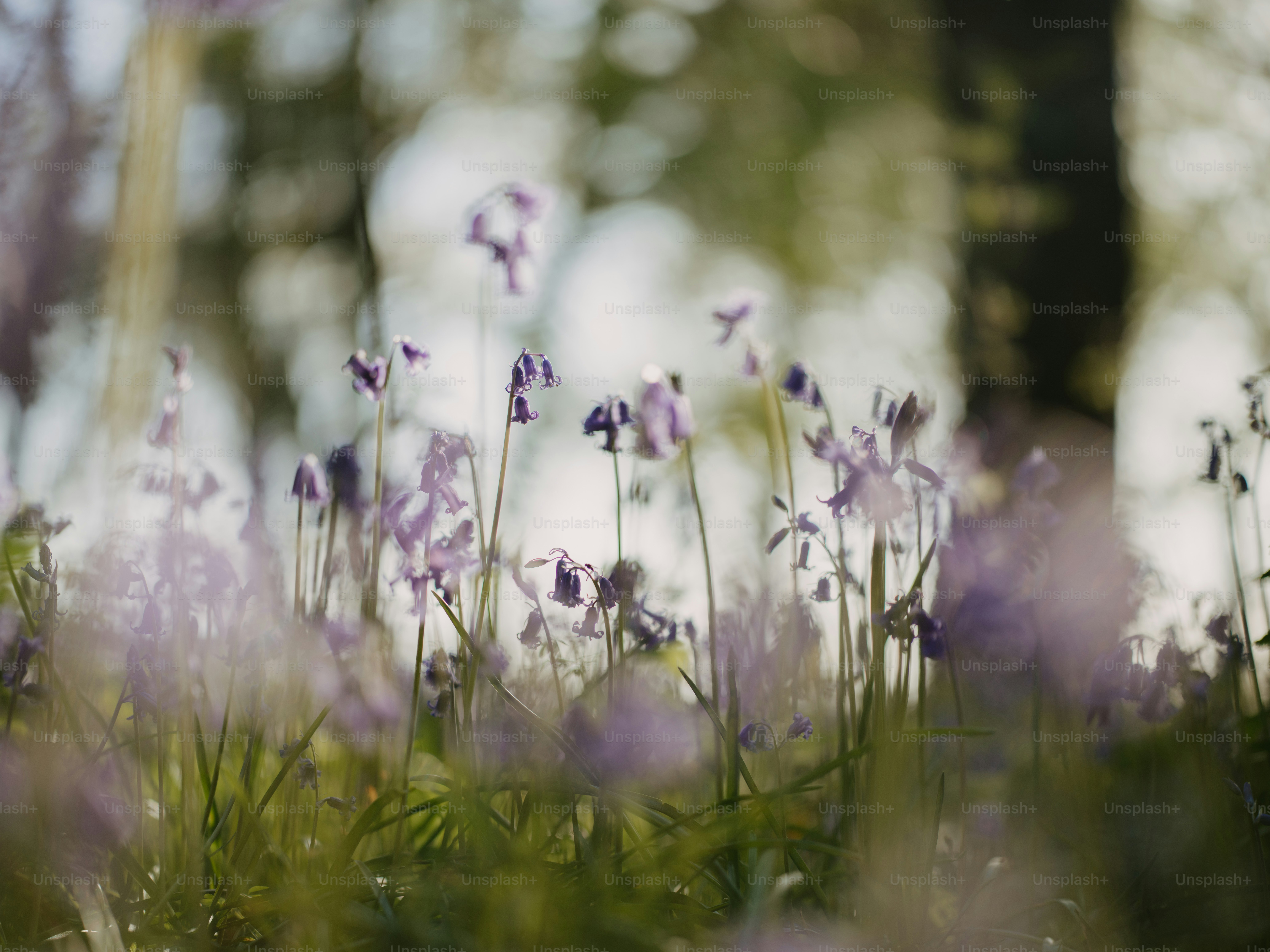 un mazzo di fiori che sono nell'erba