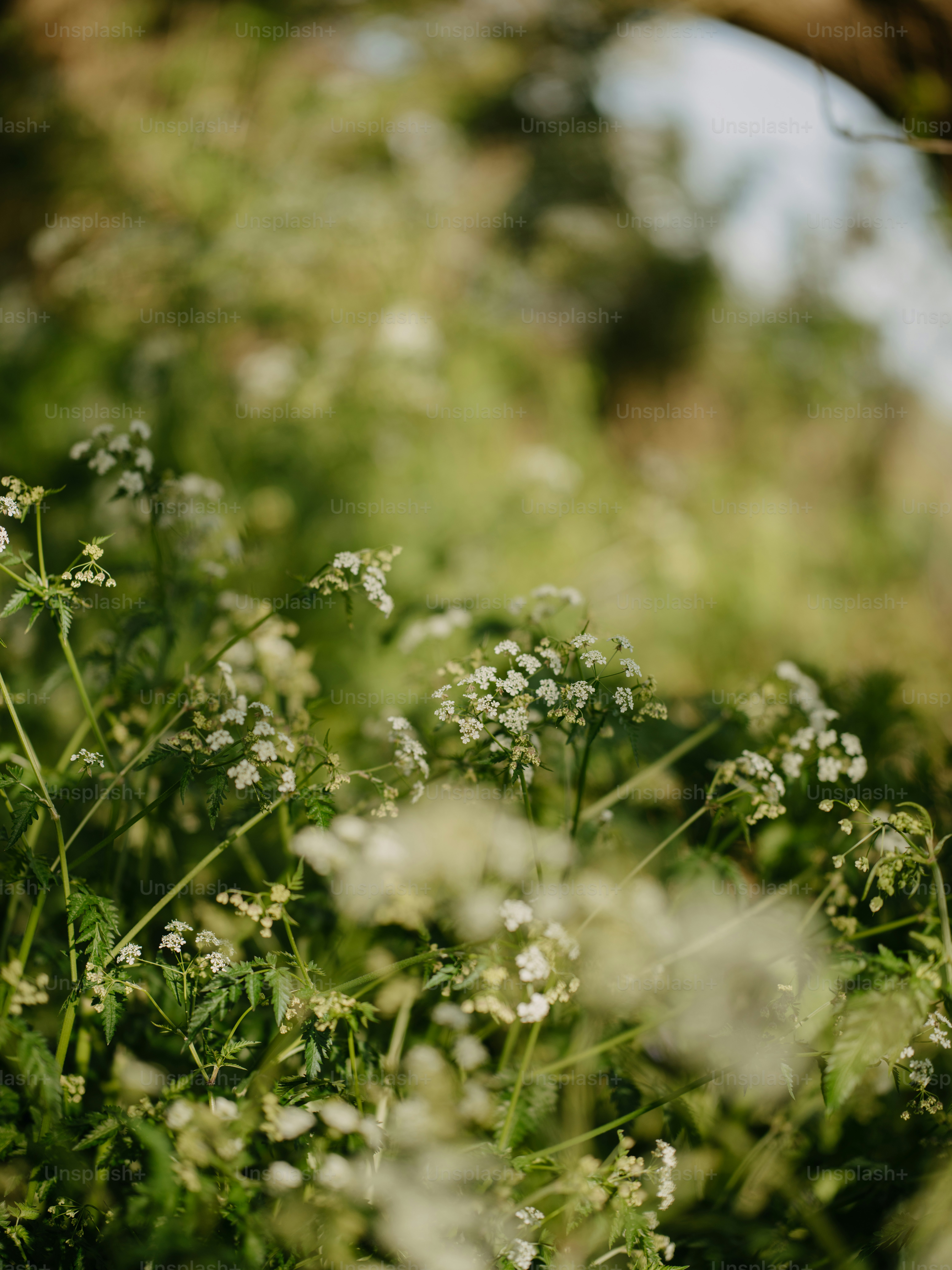 a bunch of flowers that are in the grass