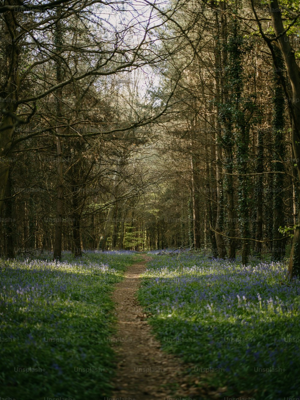 a dirt path in a forest with bluebells