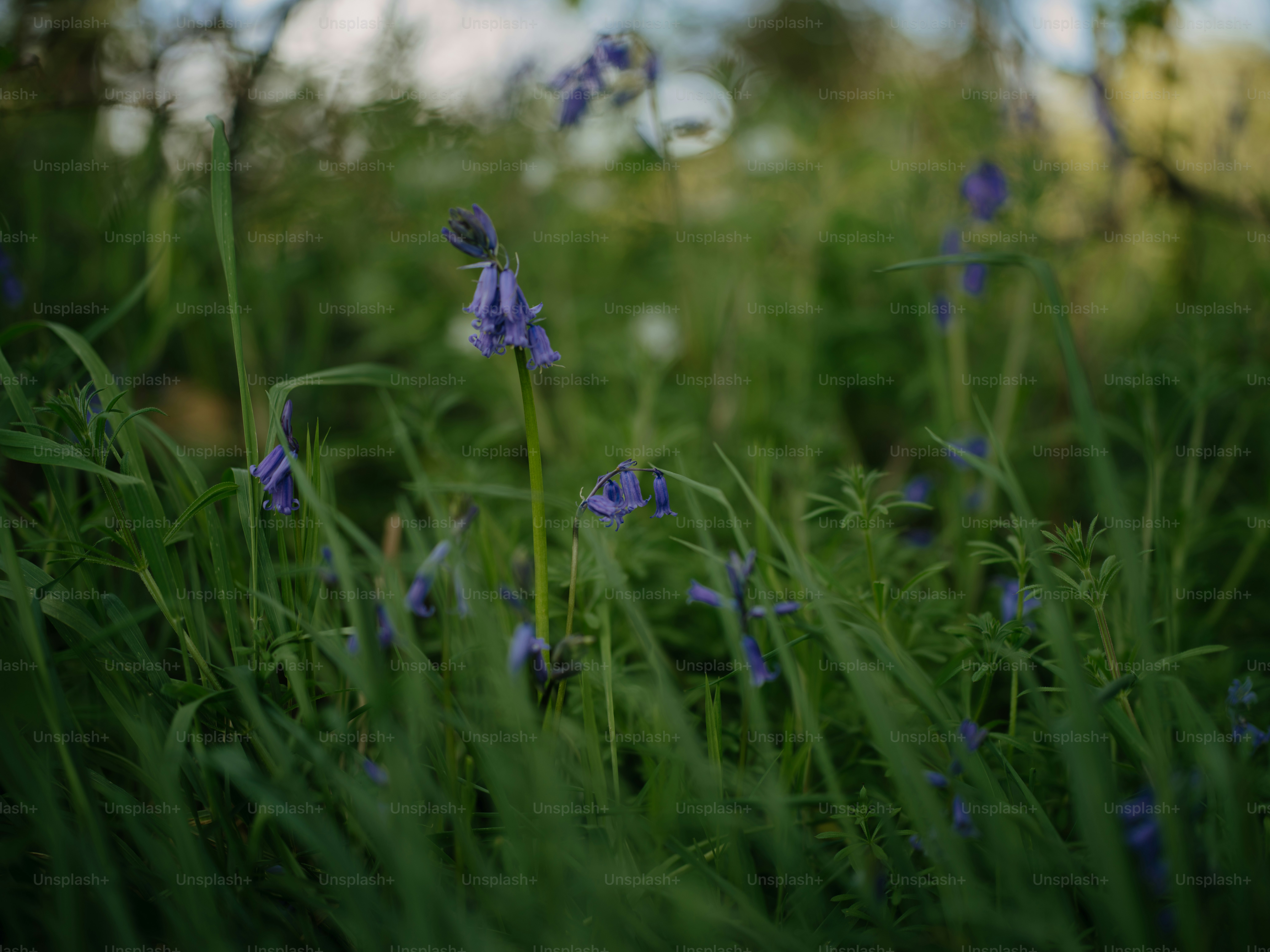 A bunch of flowers that are in the grass photo – Nature Image on Unsplash