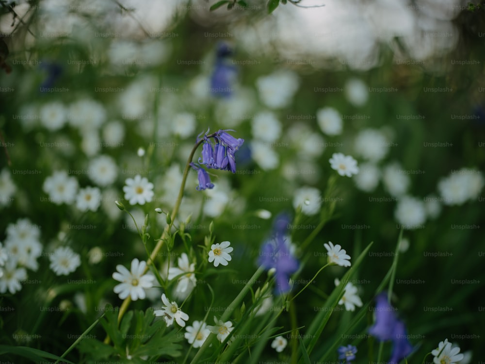 ein Strauß Blumen, die im Gras sind