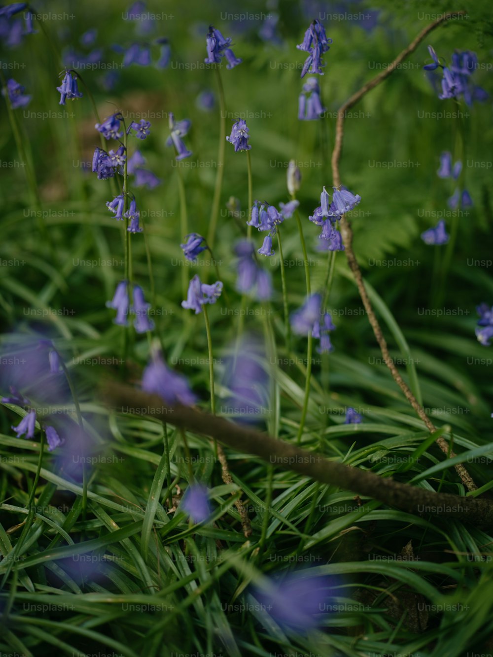 a bunch of blue flowers that are in the grass