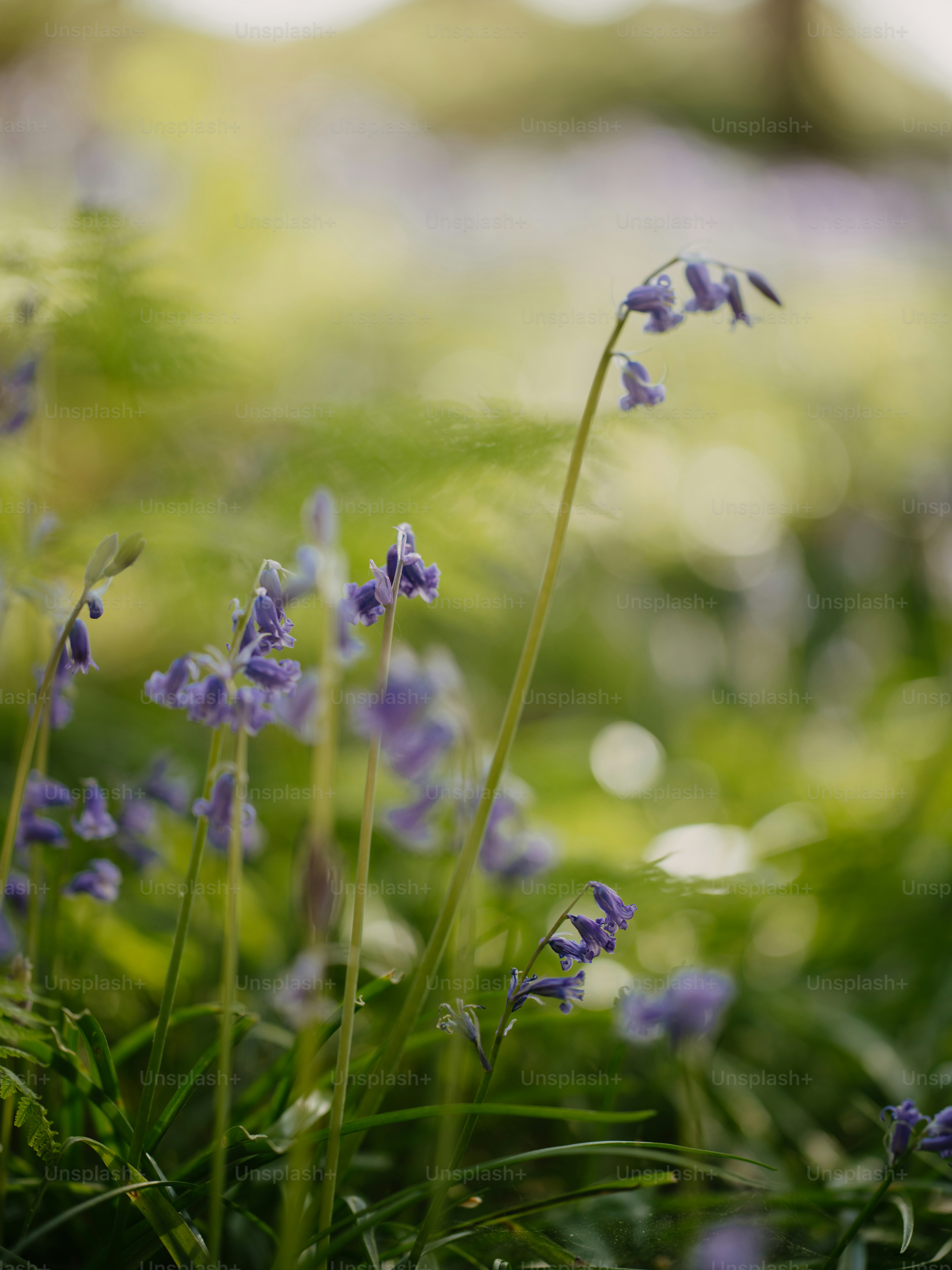草の中にある花の束
