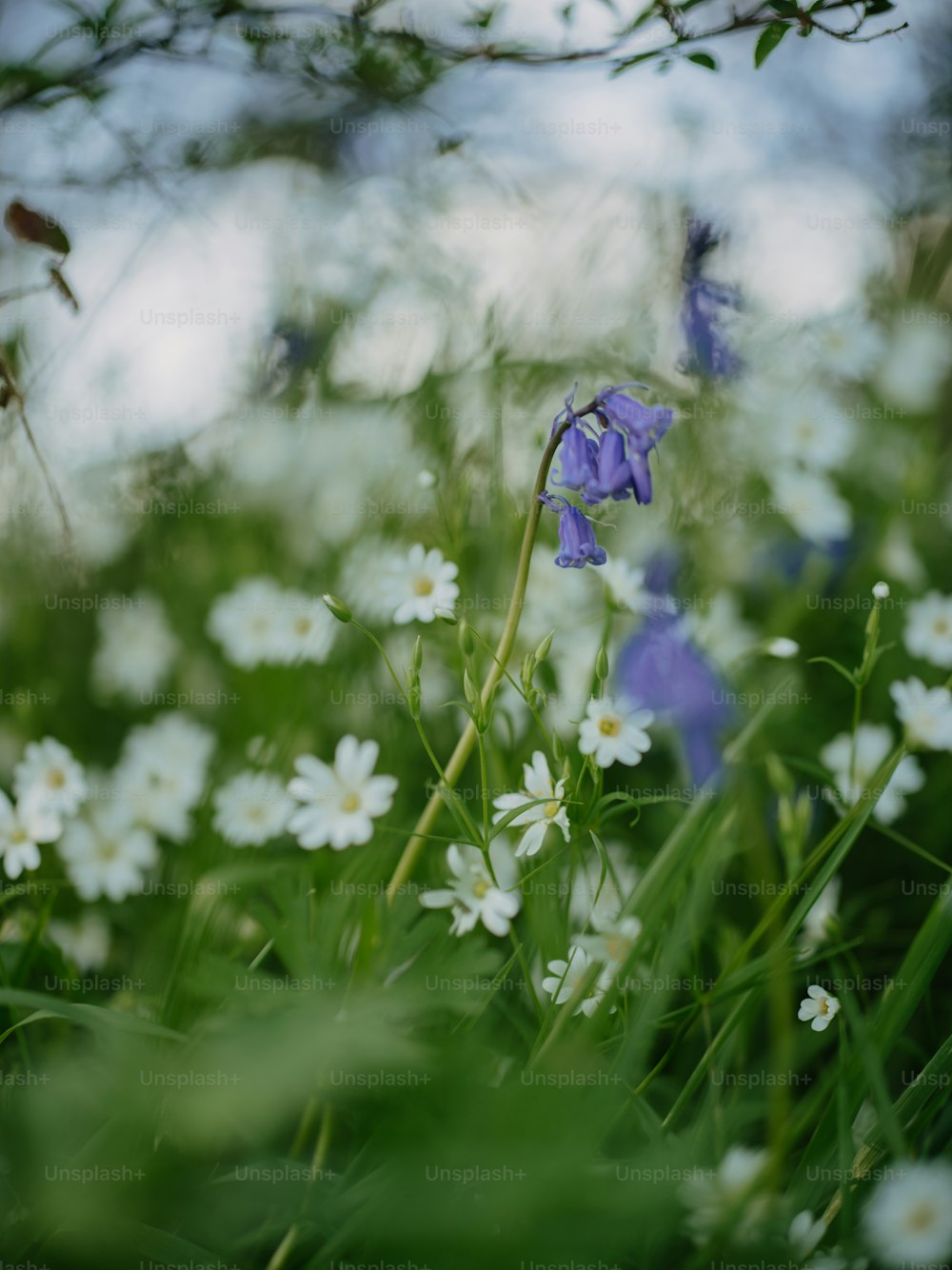 a bunch of flowers that are in the grass