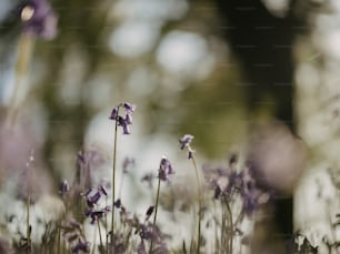 Un champ de fleurs violettes avec des arbres en arrière-plan