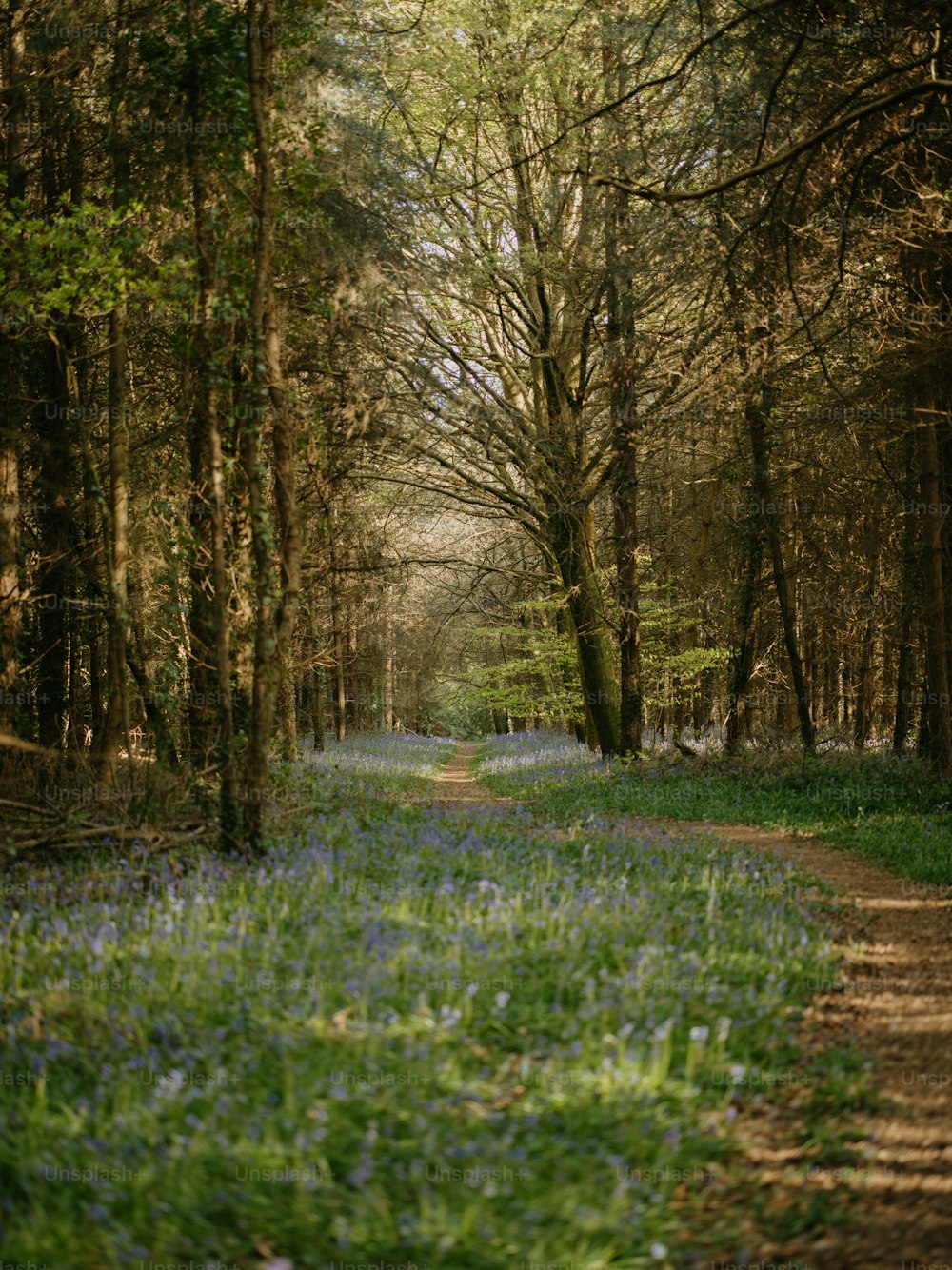 a path in the middle of a forest filled with bluebells
