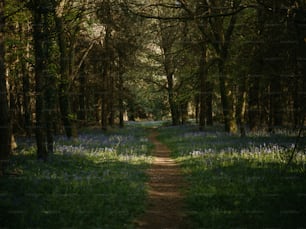 ein Feldweg mitten im Wald