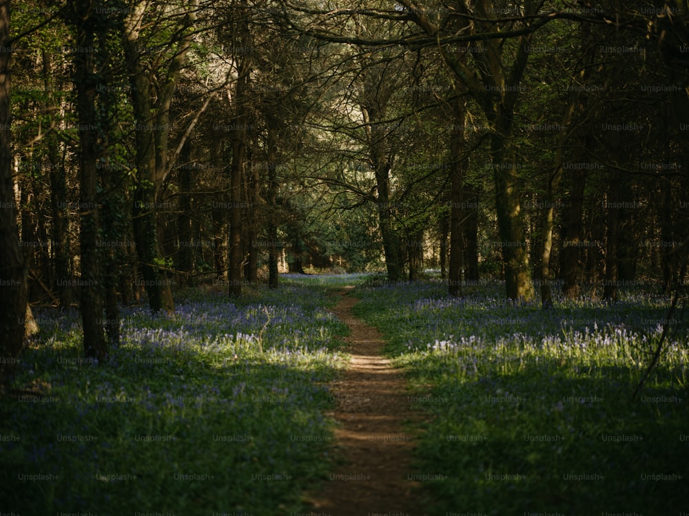 a dirt path in the middle of a forest