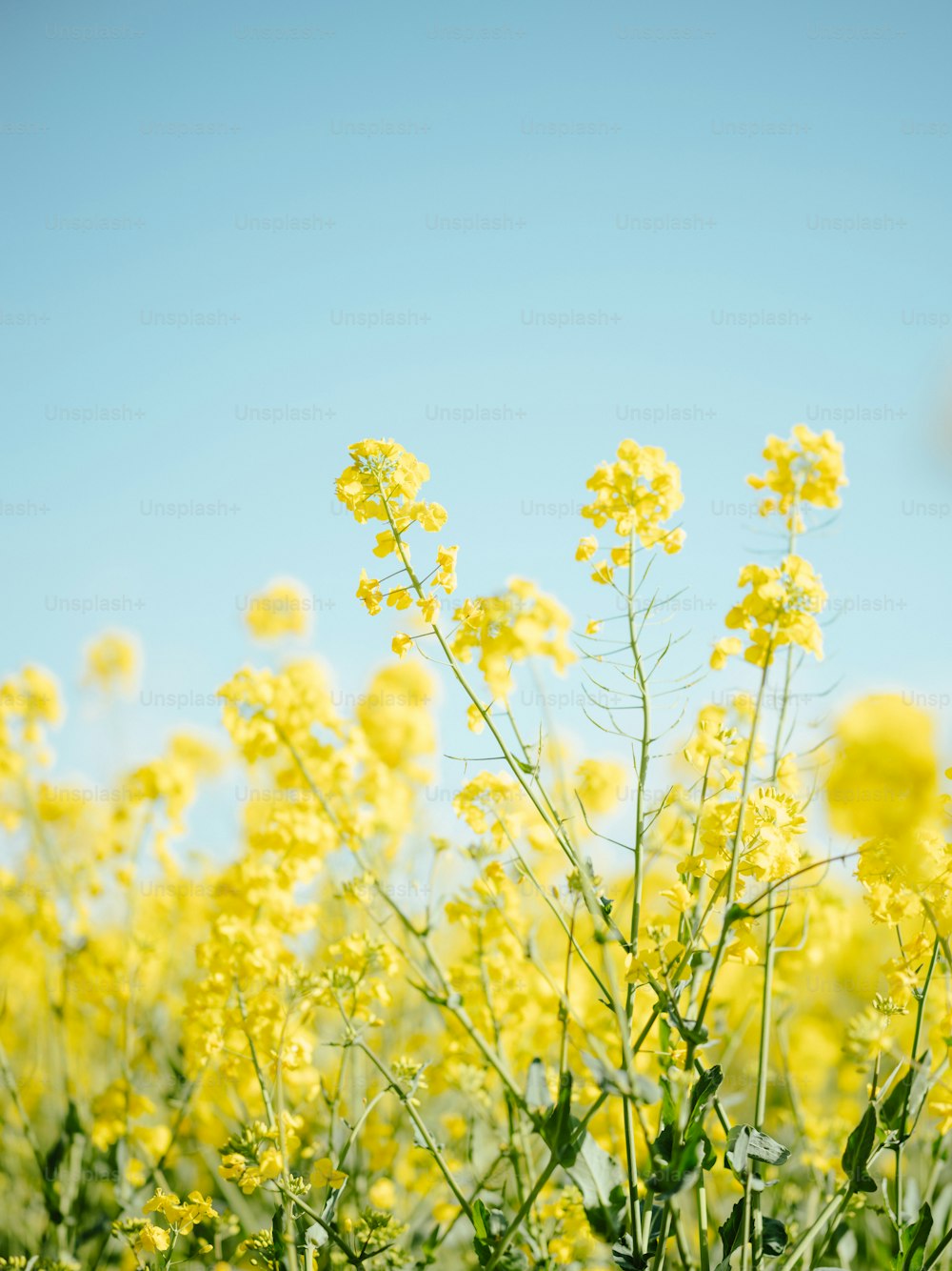 Un champ plein de fleurs jaunes sous un ciel bleu