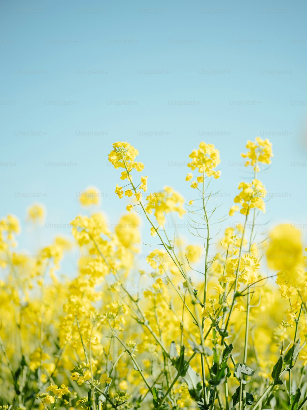 a field full of yellow flowers under a blue sky