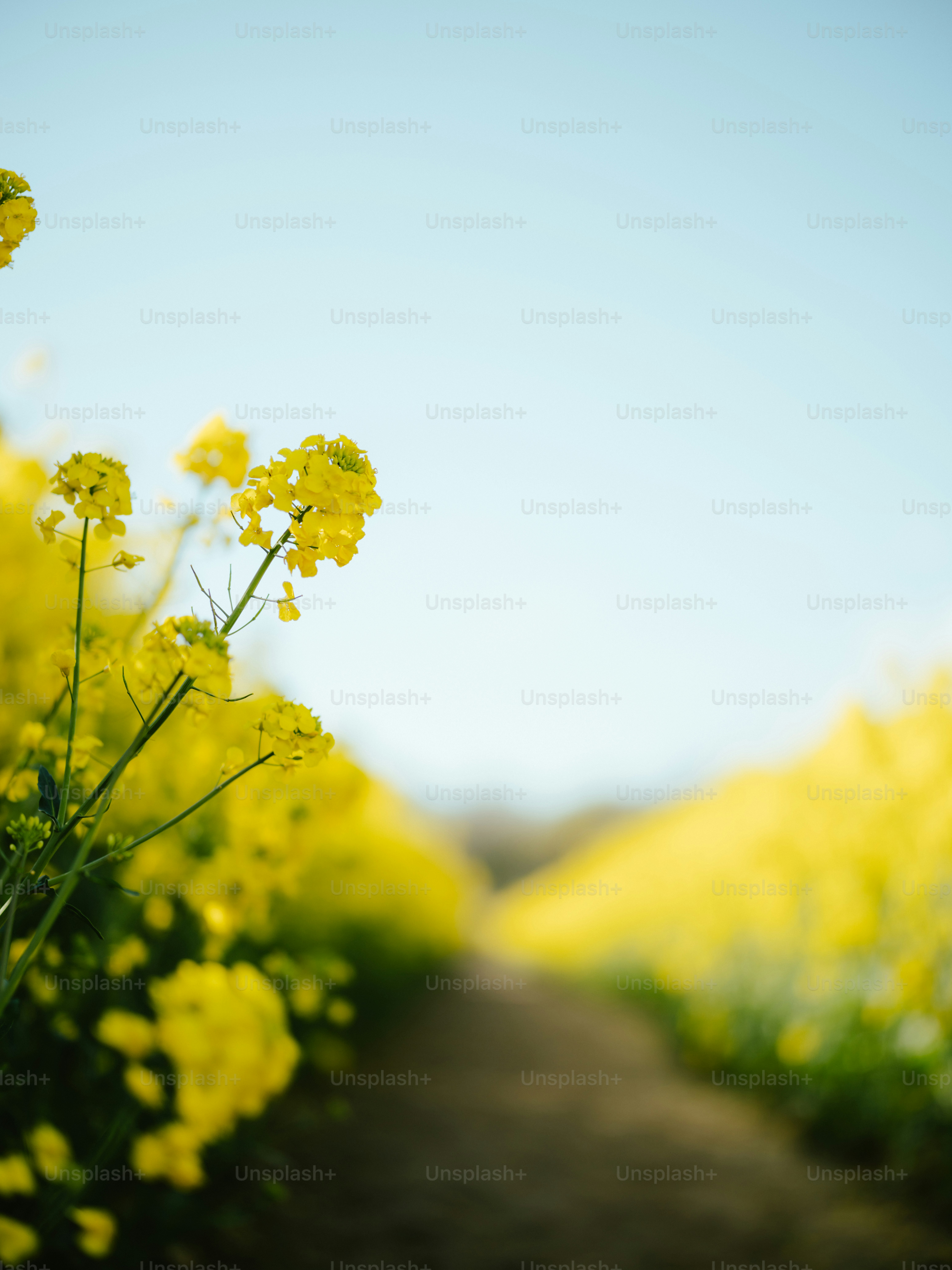 Un campo de flores amarillas en un día soleado