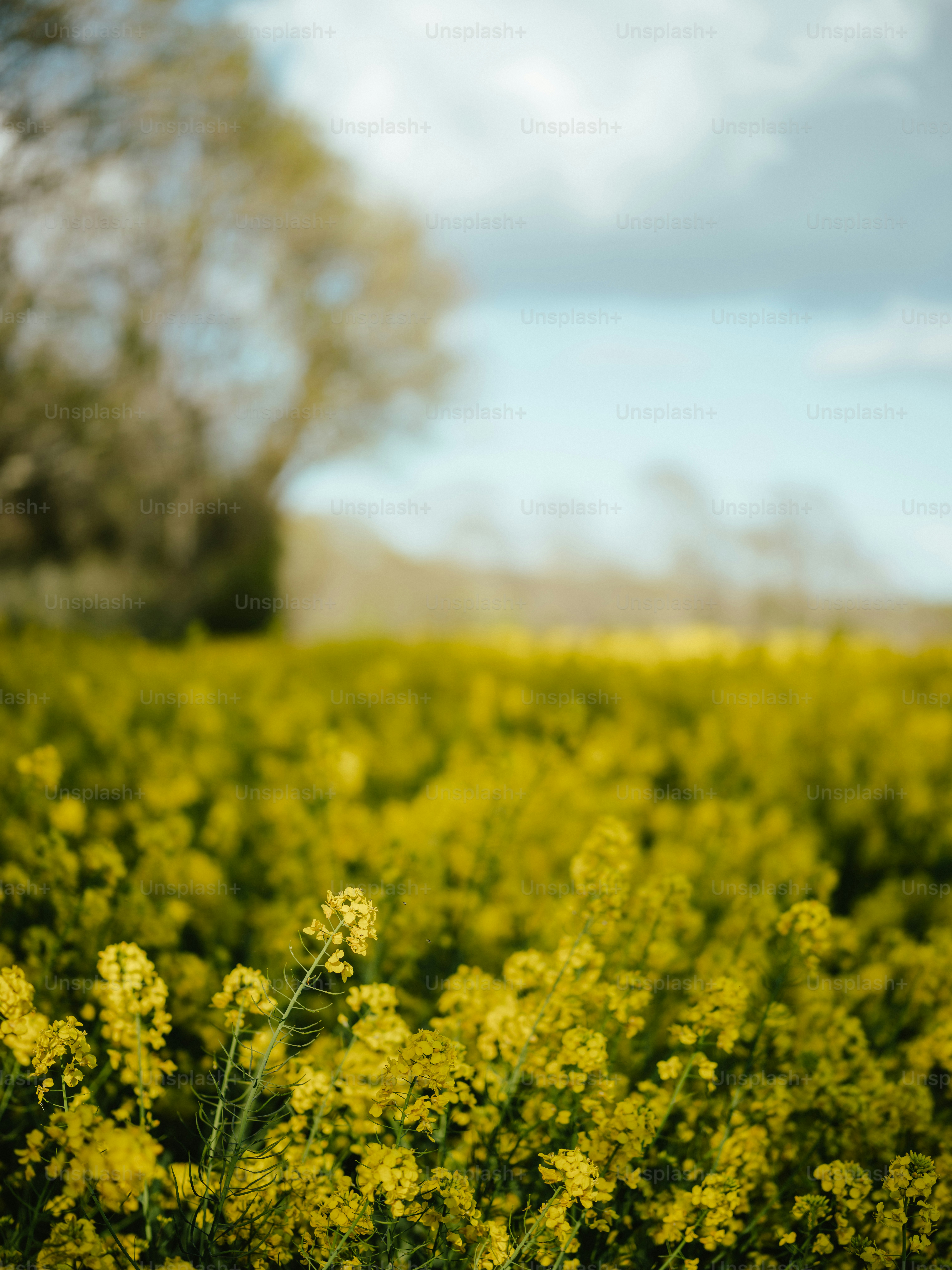 a field full of yellow flowers under a blue sky