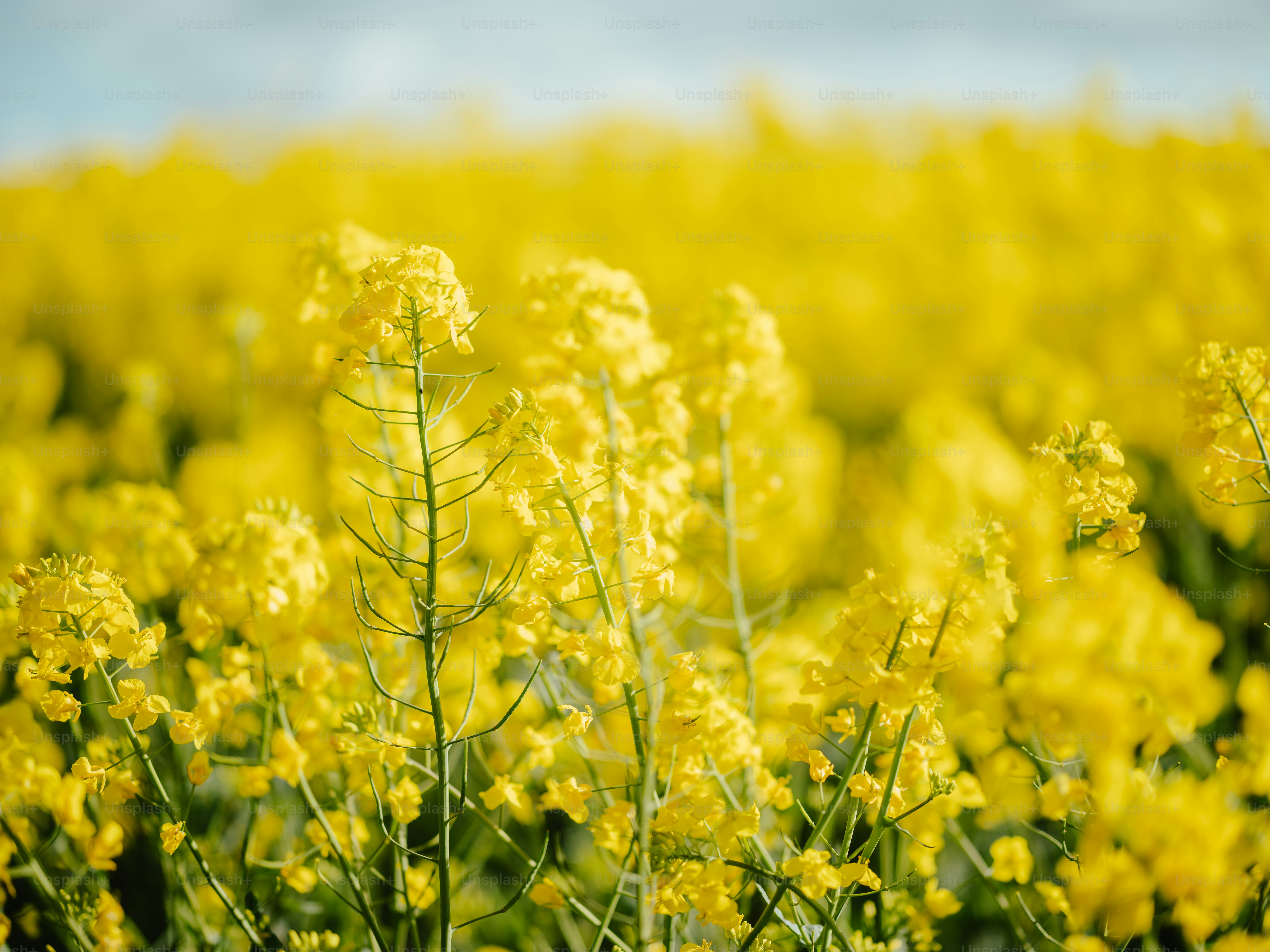 Ein Feld voller gelber Blumen unter blauem Himmel