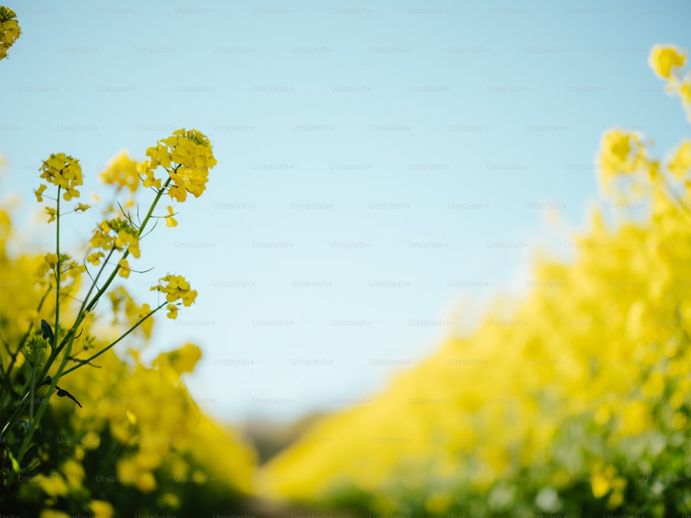 Un campo de flores amarillas con un cielo azul en el fondo