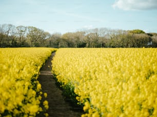 un champ de fleurs jaunes avec des arbres en arrière-plan