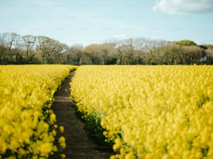 a field of yellow flowers with trees in the background