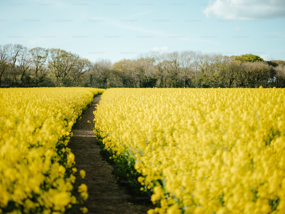 a field of yellow flowers with trees in the background