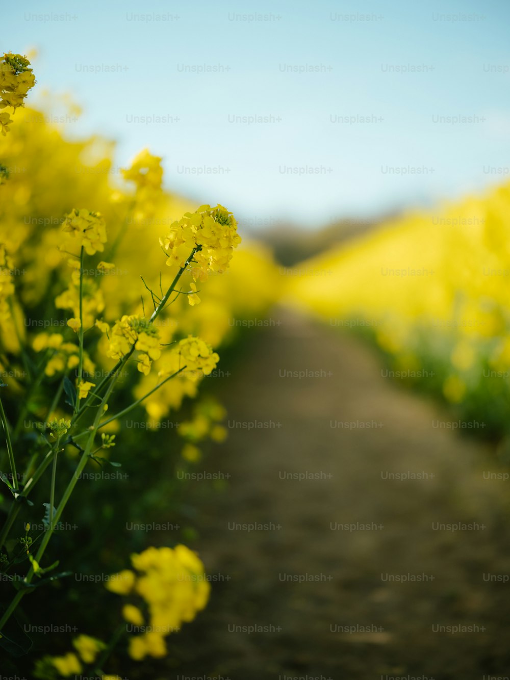 a path through a field of yellow flowers