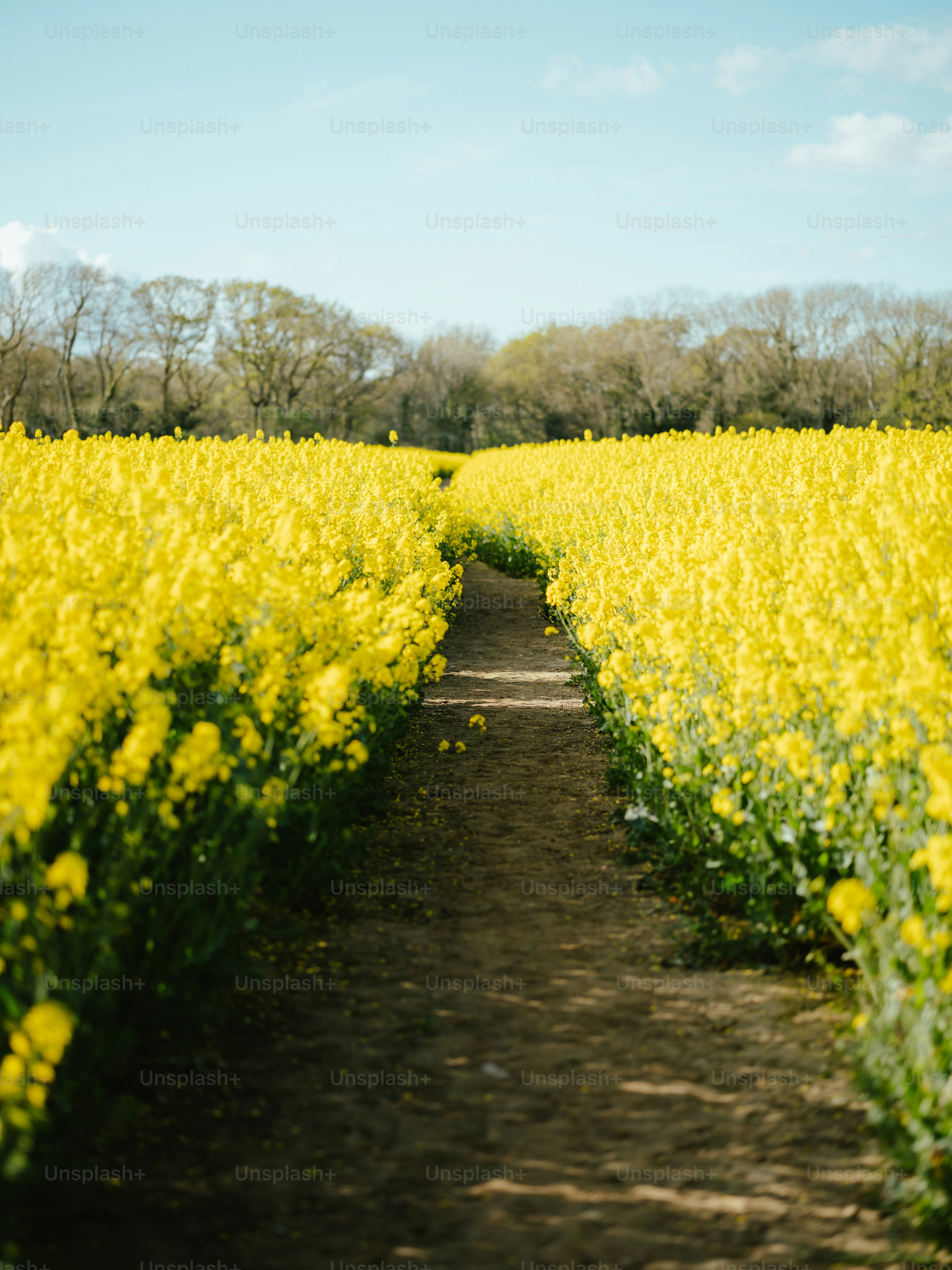 a path through a field of yellow flowers