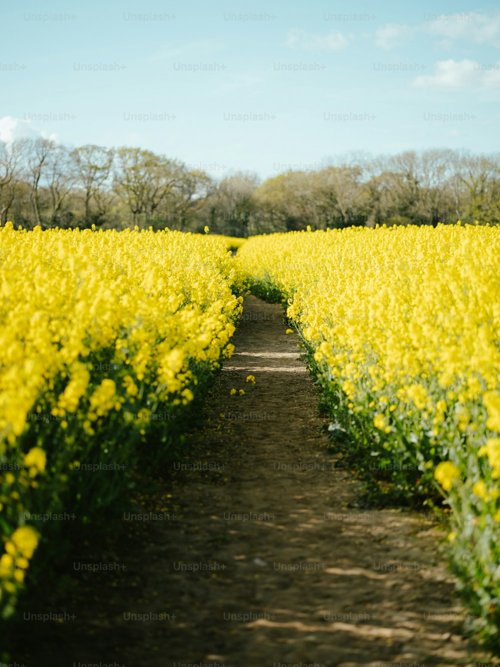 ein Pfad durch ein Feld mit gelben Blumen