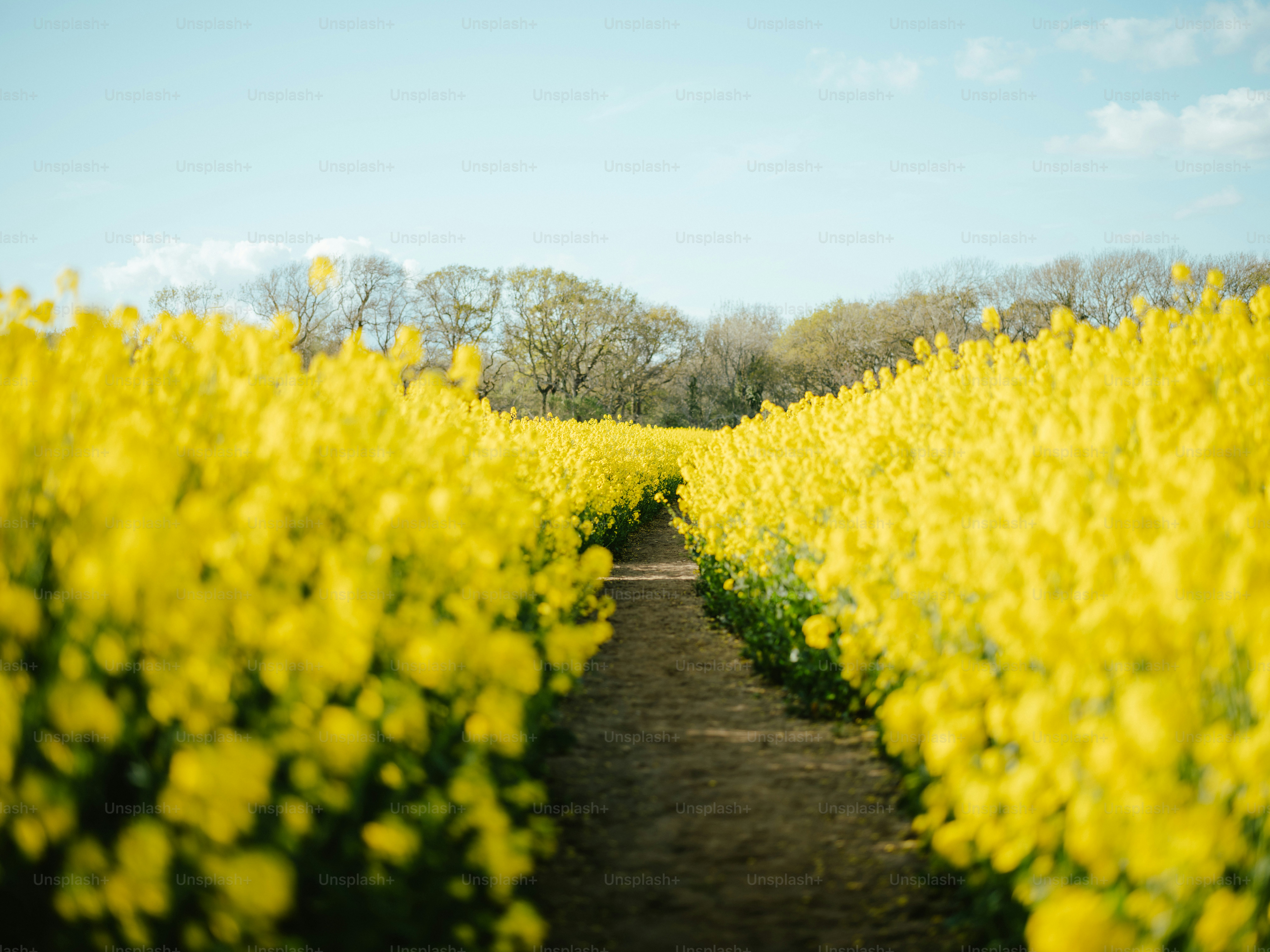 a field full of yellow flowers with trees in the background