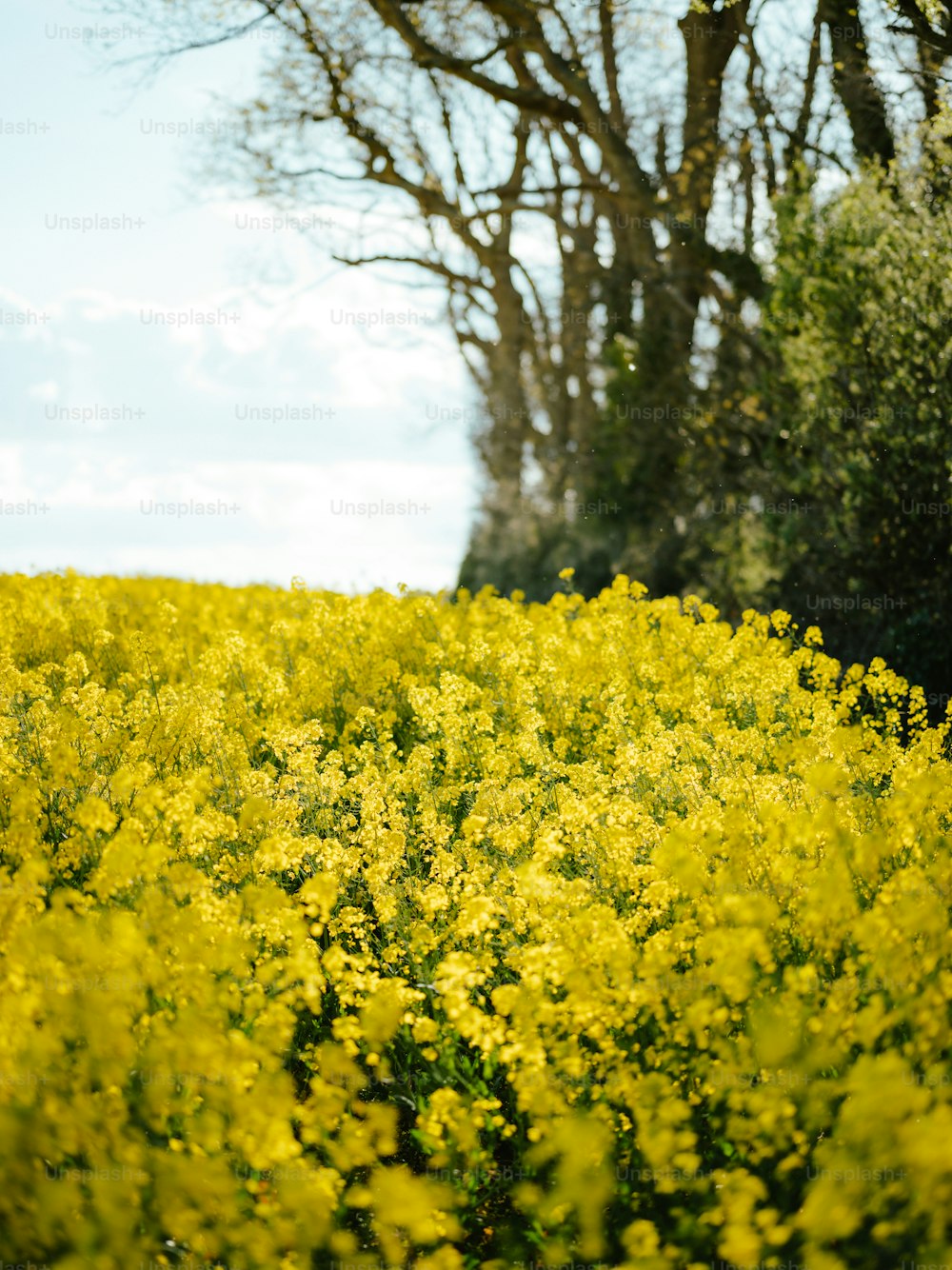 Un champ plein de fleurs jaunes avec des arbres en arrière-plan