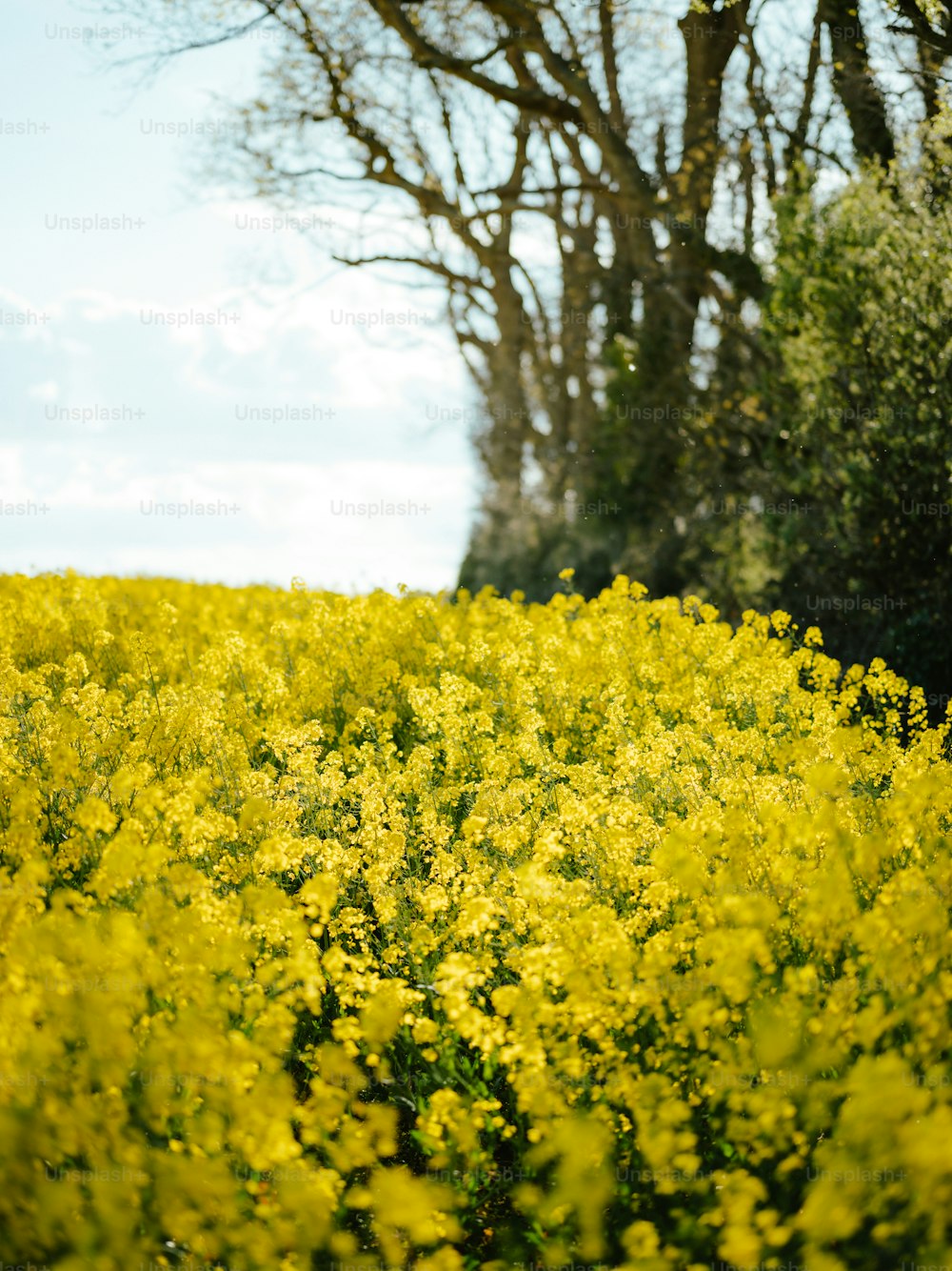 a field full of yellow flowers with trees in the background