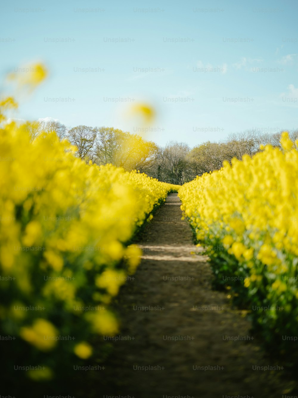 um campo de flores amarelas com árvores no fundo
