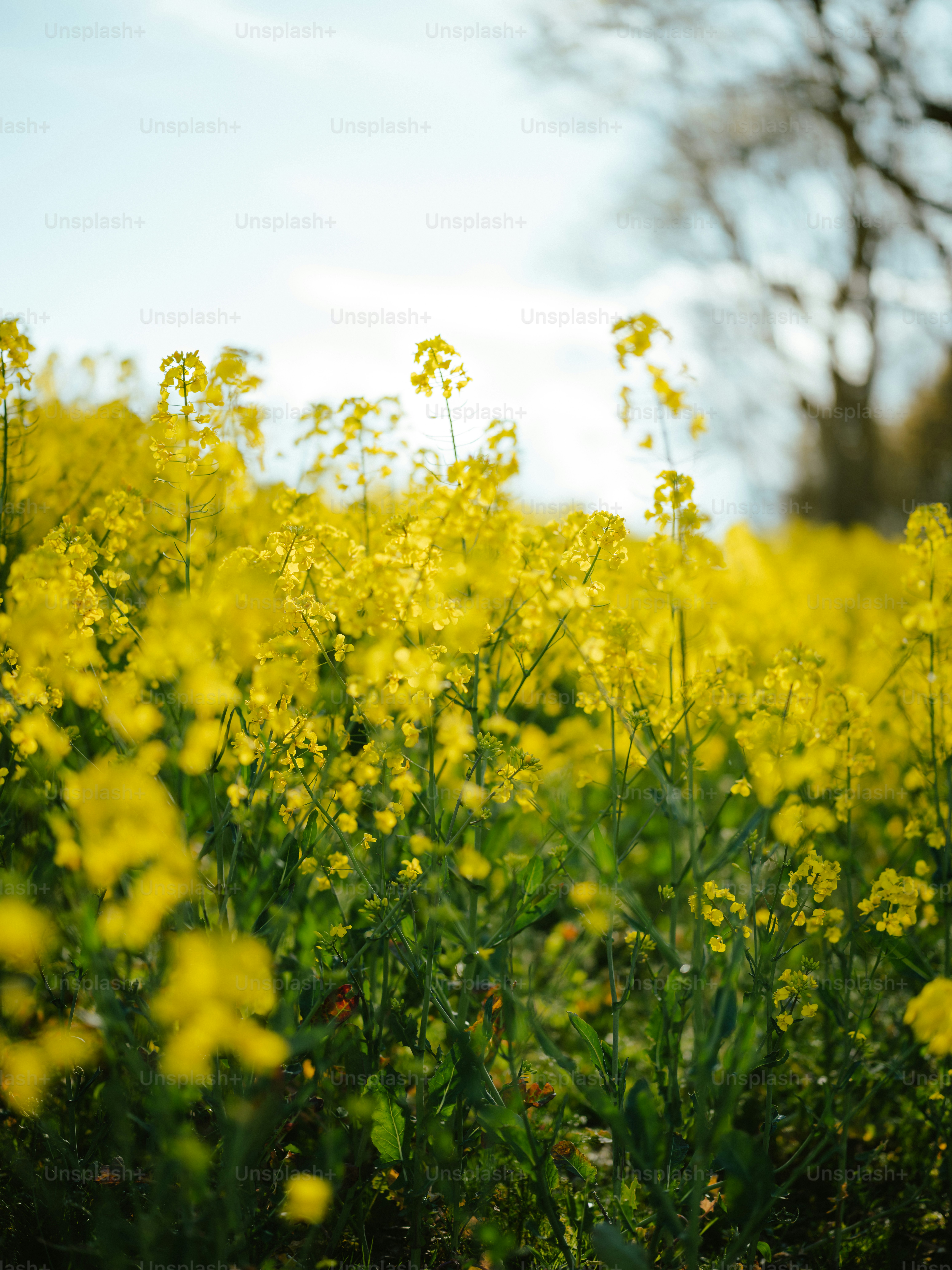 Ein Feld voller gelber Blumen unter blauem Himmel