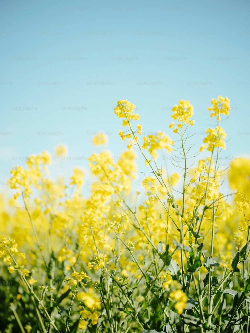 Ein Feld voller gelber Blumen unter blauem Himmel