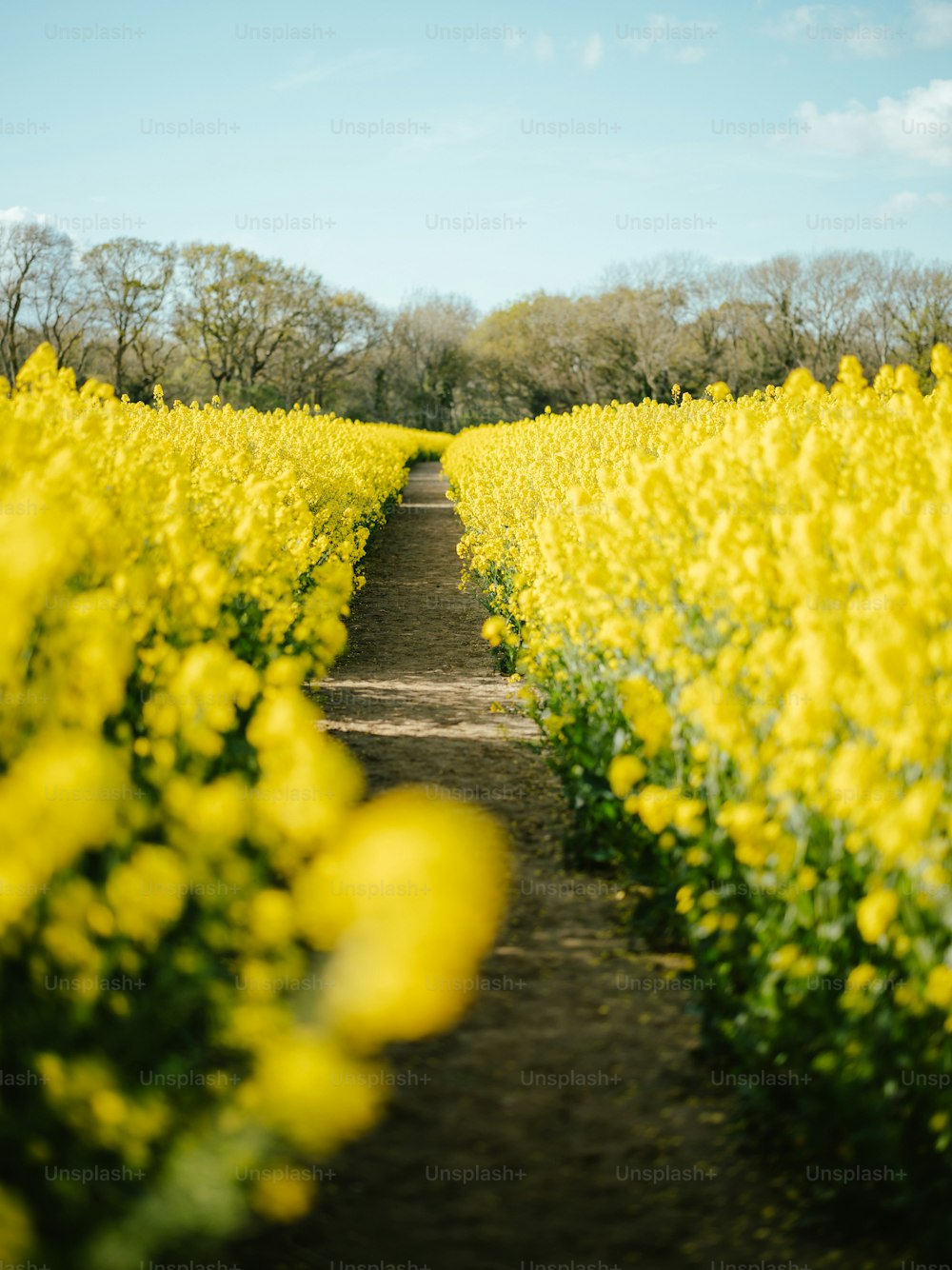 un champ de fleurs jaunes avec des arbres en arrière-plan