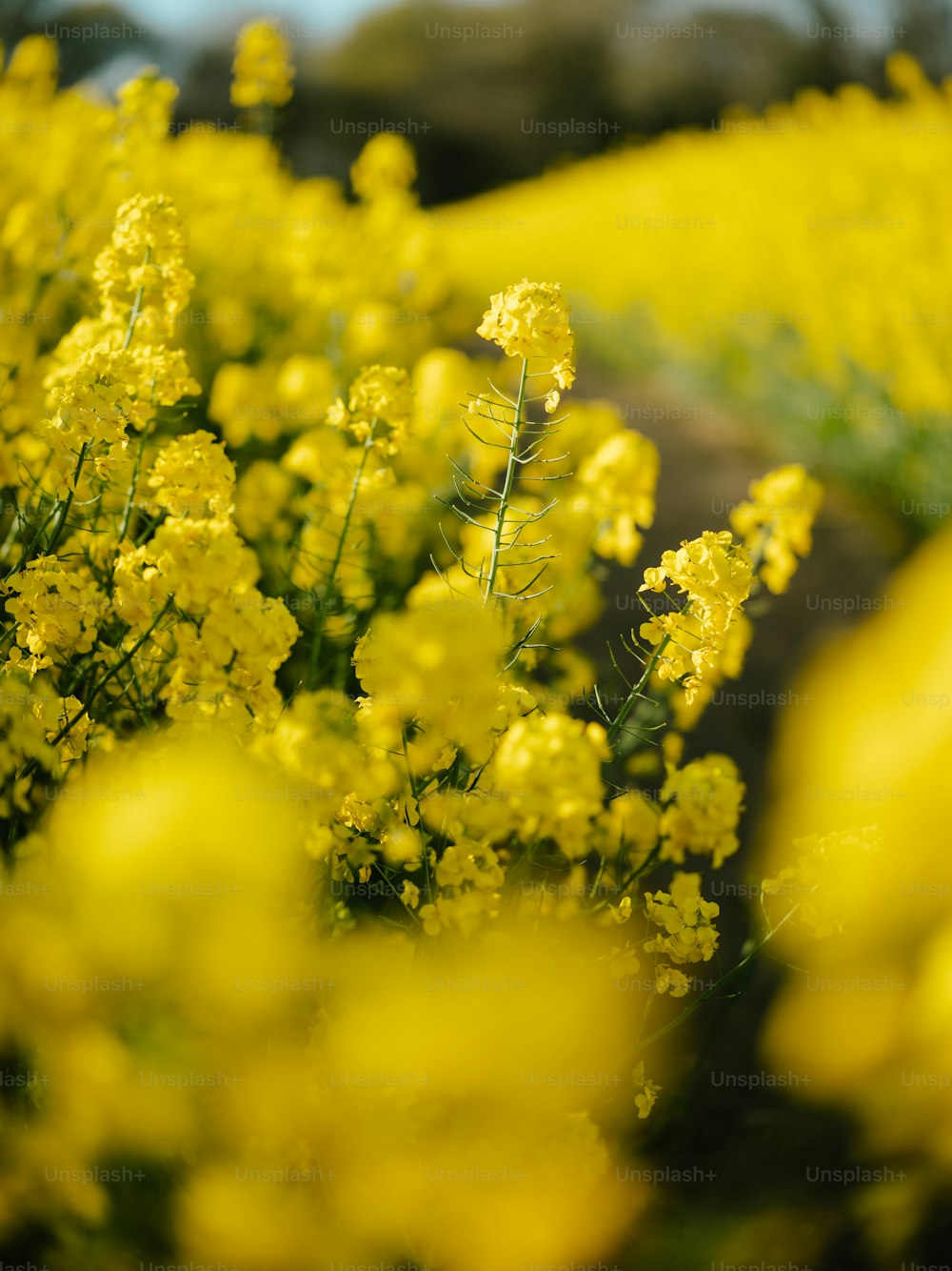 들판에 노란 꽃 한 무리