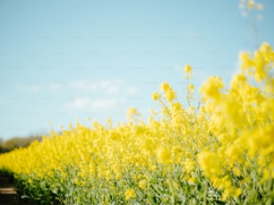 a field full of yellow flowers under a blue sky