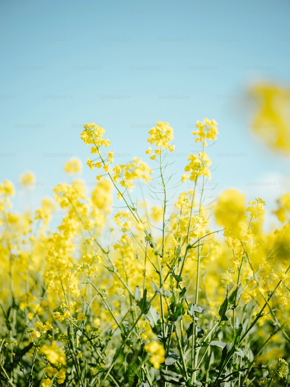 a field full of yellow flowers under a blue sky