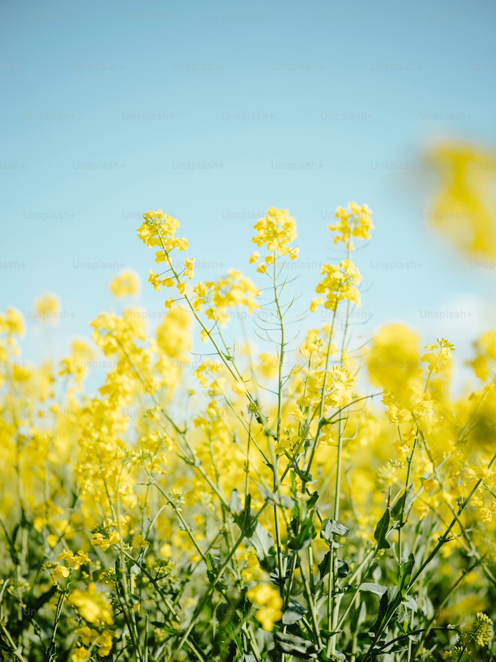 um campo cheio de flores amarelas sob um céu azul