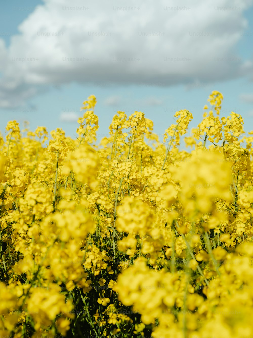 a field full of yellow flowers under a cloudy blue sky