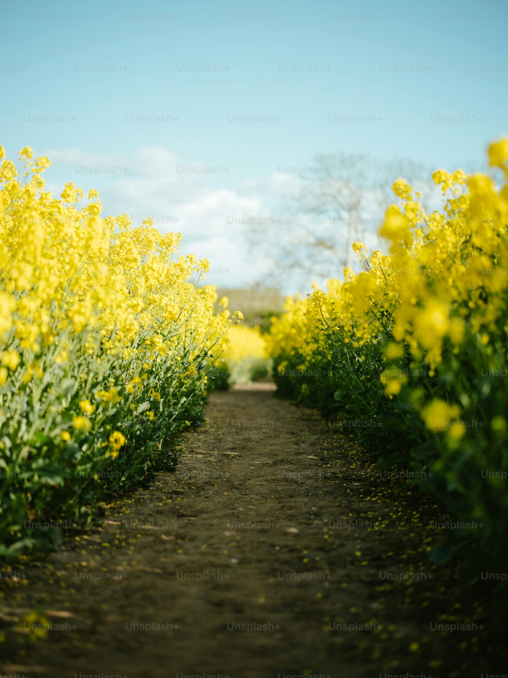黄色い花畑を通る道