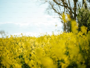 푸른 하늘 아래 노란 꽃이 가득한 들판