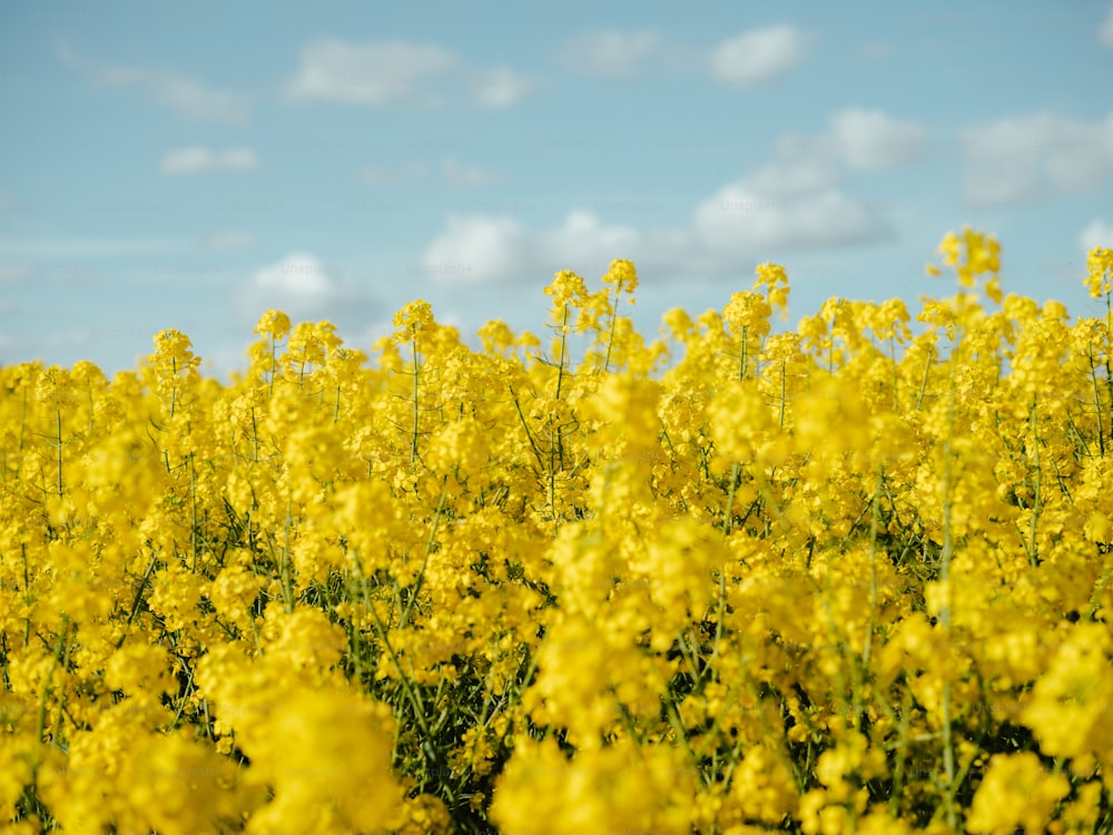 Un campo lleno de flores amarillas bajo un cielo azul