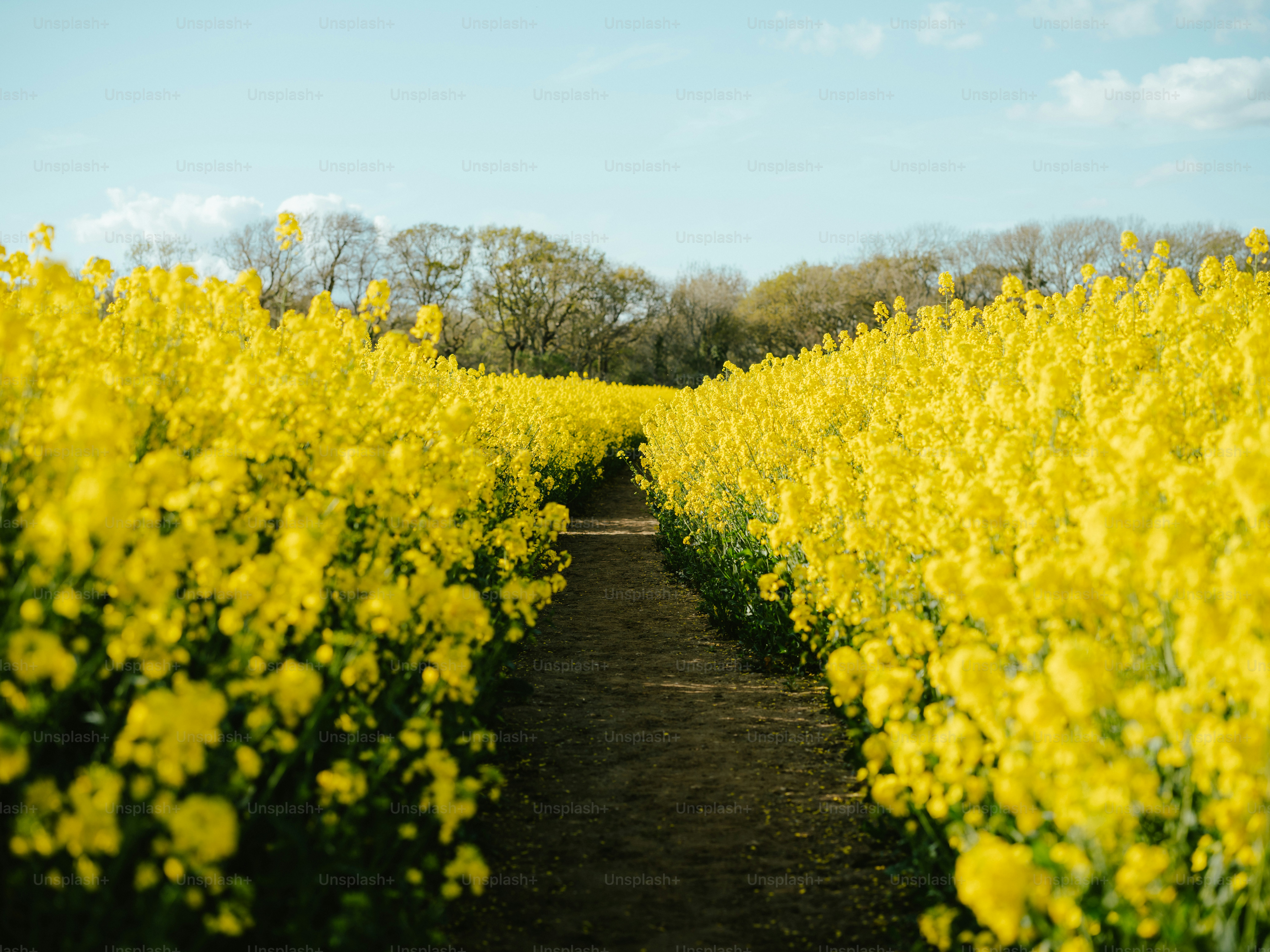 Ein Feld voller gelber Blumen unter blauem Himmel