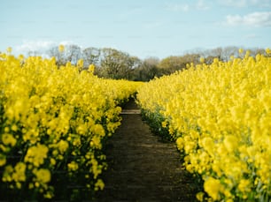 Un campo lleno de flores amarillas bajo un cielo azul