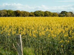 a field of yellow flowers behind a barbed wire fence