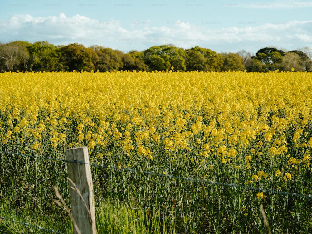 um campo de flores amarelas atrás de uma cerca de arame farpado