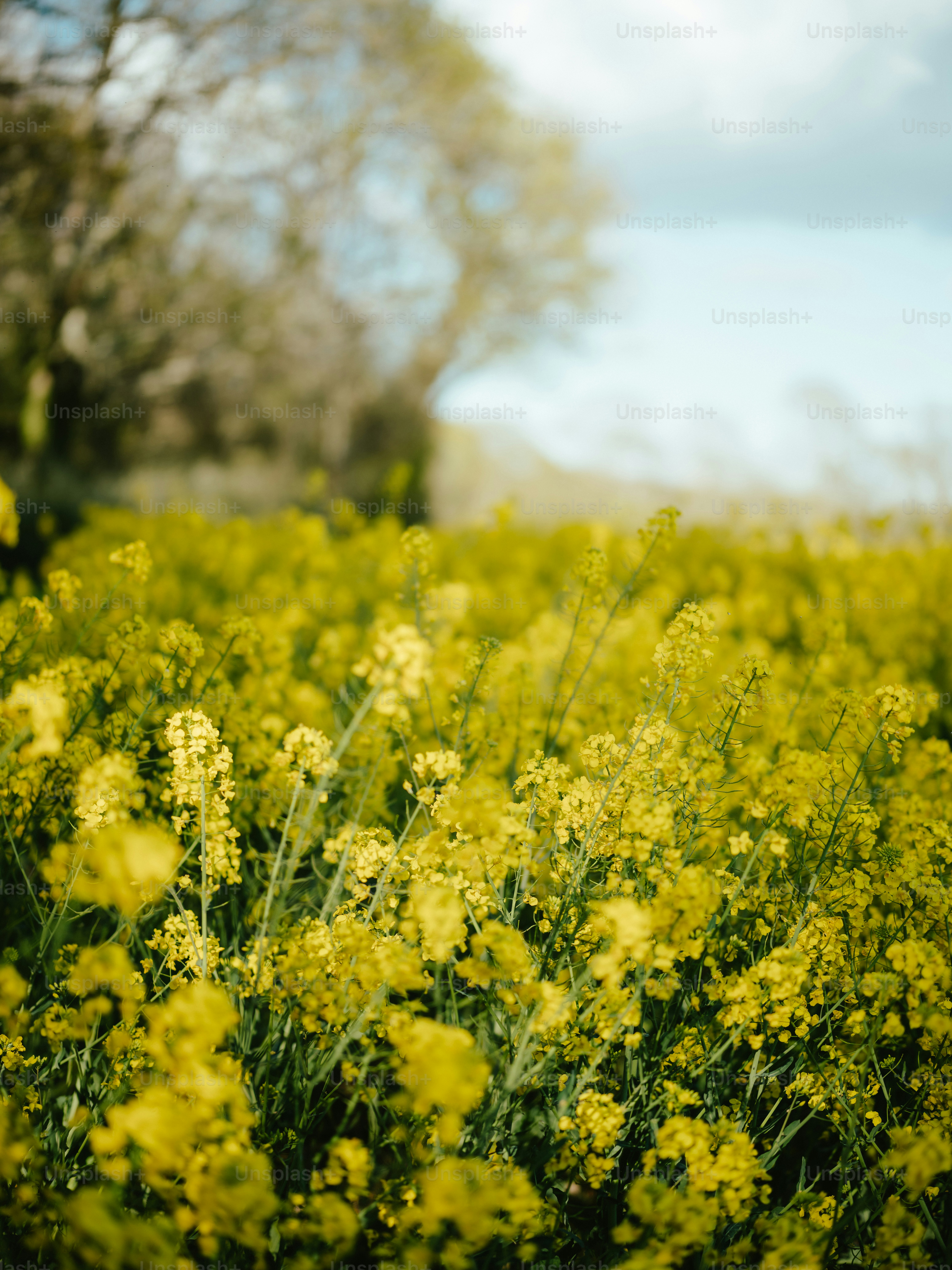 a field of yellow flowers with trees in the background